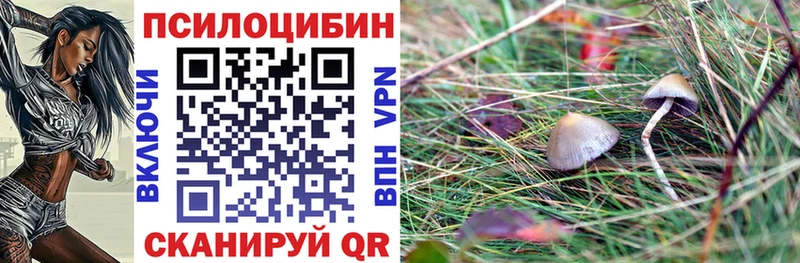 хочу наркоту  Жиздра  Псилоцибиновые грибы Cubensis 